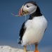 puffin_atlantic_msi_v_1553_can1174.jpg